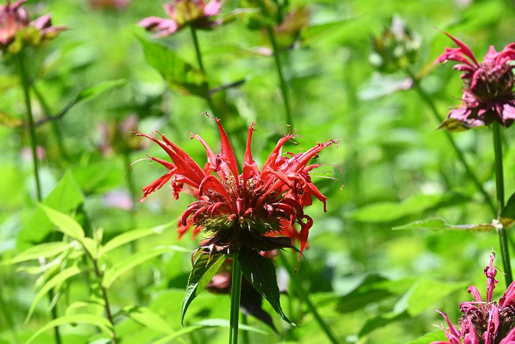 2025-07049350 Acton Arboretum, MA.JPG - Scarlet Beebalm. Acton Arboretum, MA, 7-4-2025